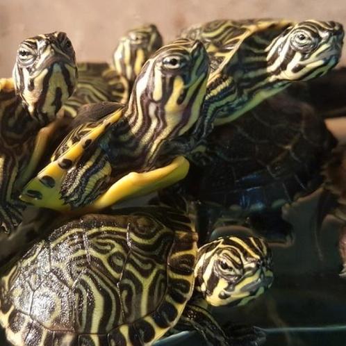 Pseudemys floridana peninsularis, Dieren en Toebehoren, Reptielen en Amfibieën, Schildpad