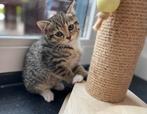 Schattige knuffelbare tijgertjes  - 8 weken, Dieren en Toebehoren, Katten en Kittens | Overige Katten, Meerdere dieren, Kortharig
