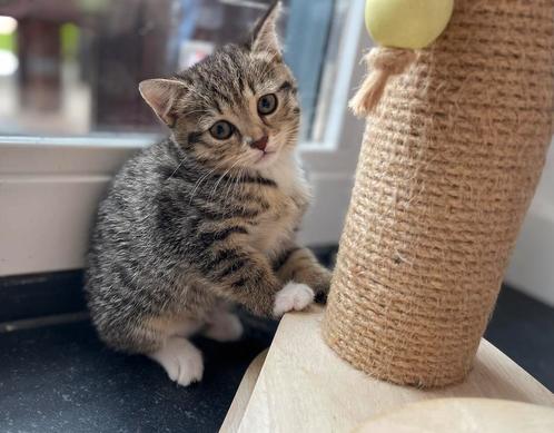 Schattige knuffelbare tijgertjes  - 8 weken, Dieren en Toebehoren, Katten en Kittens | Overige Katten, Kortharig, Meerdere dieren
