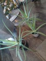 Te koop aloë vera planten, Volle zon, Vaste plant, Ophalen of Verzenden, Bloeit niet