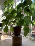 Kamerlinde te koop, Huis en Inrichting, Ophalen, Overige soorten, In pot, Bloeiende kamerplant