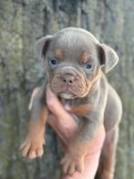 Bullforce Old English Bulldog pups vanaf 1500€, Dieren en Toebehoren, Honden | Bulldogs, Pinschers en Molossers, Nederland, 8 tot 15 weken