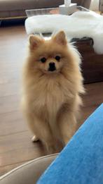 Pomeriaan hondje, Dieren en Toebehoren, Honden | Poolhonden, Keeshonden en Oertypen, Keeshond, 15 weken tot 1 jaar, Reu, CDV (hondenziekte)