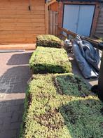 Sedum groendak pakket per m2  (met onderlagen), Ophalen of Verzenden, Zomer, Bodembedekkers, Volle zon