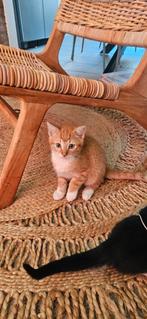 Rode kitten te koop, Dieren en Toebehoren, Katten en Kittens | Raskatten | Korthaar, Kater, Ontwormd