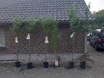 Halfstam fruitbomen, Tuin en Terras, Planten | Fruitbomen, Ophalen