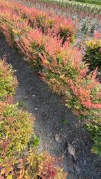Hemelse bamboe nandina domestica in verschillende soorten, Ophalen of Verzenden, Bamboe
