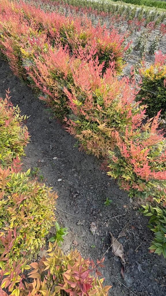 Hemelse bamboe nandina domestica in verschillende soorten, Tuin en Terras, Planten | Struiken en Hagen, Bamboe, Ophalen of Verzenden