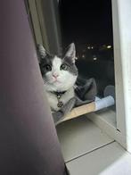 Huiskat (Indoor cat), Dieren en Toebehoren, Katten en Kittens | Overige Katten, Poes, Kortharig, 6 jaar of ouder
