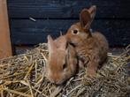 Jonge thrianta broertjes (mogen vanaf nu nestje verlaten), Dieren en Toebehoren, Konijnen, Mannelijk, Middelgroot, 0 tot 2 jaar