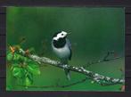 613 Vogel, Ophalen of Verzenden, 1980 tot heden, Ongelopen, Vogel