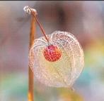 Zaden Lampionplant - Physalis alkekengi, Verzenden, Voorjaar, Volle zon, Zaad