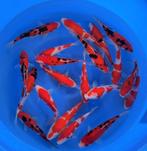 Nisia Japan koi volop in ontwikkeling, Karper of Koi
