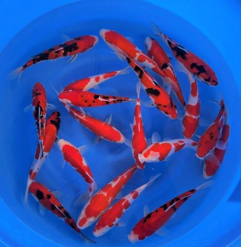 Nisia Japan koi volop in ontwikkeling, Dieren en Toebehoren, Vissen | Vijvervissen, Karper of Koi