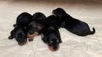 Te koop erg mooie ruwharige dwergteckel pups, Parvo, Nederland, 8 tot 15 weken, Dwerg