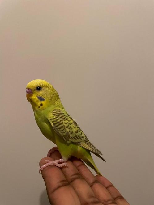 Leuk tamme baby grasparkietje, Dieren en Toebehoren, Vogels | Parkieten en Papegaaien, Parkiet, Mannelijk, Tam