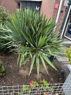 Yucca, Tuin en Terras, 100 tot 250 cm, Zomer, Palmboom, Ophalen