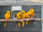 1-0 goudparkiet 2025, Dieren en Toebehoren, Vogels | Parkieten en Papegaaien, Mannelijk, Papegaai, Geringd