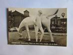 Groningen - Stationsplein Peerd van Ome Loeks 1967, Ophalen of Verzenden, 1960 tot 1980, Gelopen, Groningen