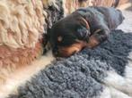 Rottweiler pups, Dieren en Toebehoren, 8 tot 15 weken, Meerdere, Meerdere dieren, Rottweiler
