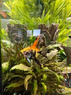 3 mooie maanvissen, Dieren en Toebehoren, Vis