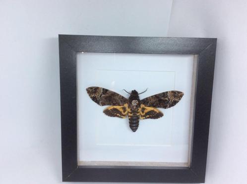 vlinder Acherontia Atropos, Verzamelen, Dierenverzamelingen, Nieuw, Opgezet dier, Overige soorten, Ophalen of Verzenden