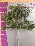 Portugese laurier Prunus leiboom 200 cm hoog nu euro 85,-., Tuin en Terras, Planten | Bomen, In pot, Lente, Volle zon, Leiboom