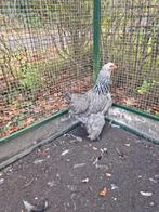 Fantastisch mooie Brahma hen zilverpatrijs -Brahmas Brahma's, Dieren en Toebehoren, Pluimvee, Vrouwelijk, Kip