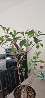 Bonsai, Ophalen, Halfschaduw, Minder dan 100 cm