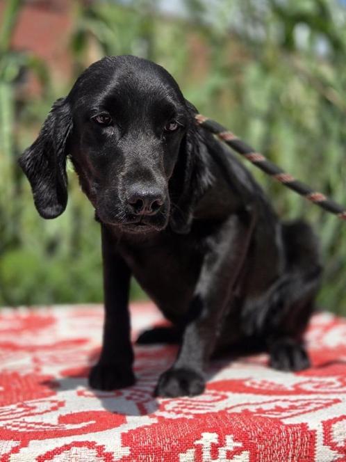 ACE: Joachim is een zwarte parel, prachtig om te zien!, Dieren en Toebehoren, Honden | Niet-rashonden, Middel, Reu, Particulier