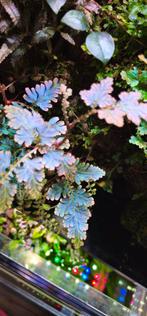 Selaginella willdenowii, Schildpad