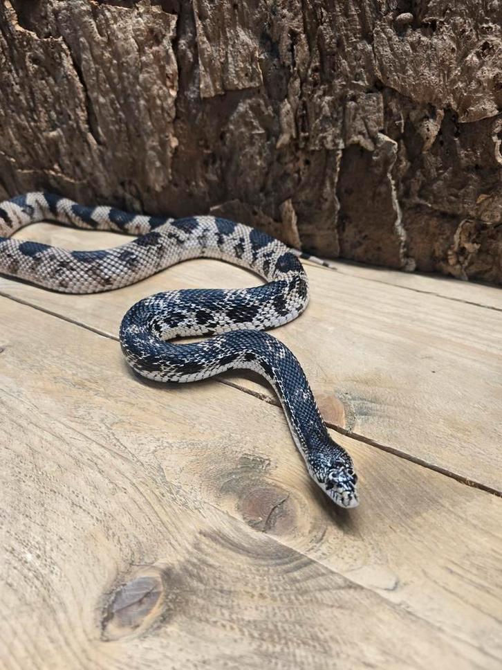 Dennenslang (stierslang) 0.1, Dieren en Toebehoren, Reptielen en Amfibieën, Slang