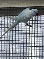 Halsbandparkiet, Dieren en Toebehoren, Geslacht onbekend, Parkiet