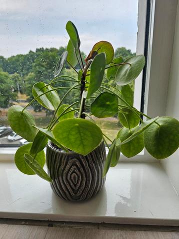 Pannekoekplant inclusief pot beschikbaar voor biedingen