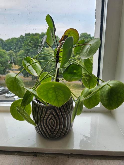 Pannekoekplant inclusief pot, Huis en Inrichting, Kamerplanten, Overige soorten, Minder dan 100 cm, Ophalen