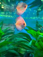 Discus 11-13cm, Zoetwatervis, Schoolvis, Vis