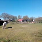 Fijne plaats op Paddock Paradise met wei., Dieren en Toebehoren, 1 paard of pony