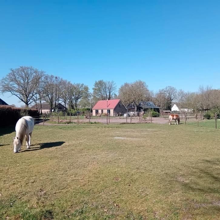 Fijne plaats op Paddock Paradise met wei., Dieren en Toebehoren, Stalling en Weidegang, 1 paard of pony
