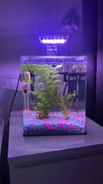 Aquarium Urbyss Q2 - Aqua Della, Ophalen, Zo goed als nieuw