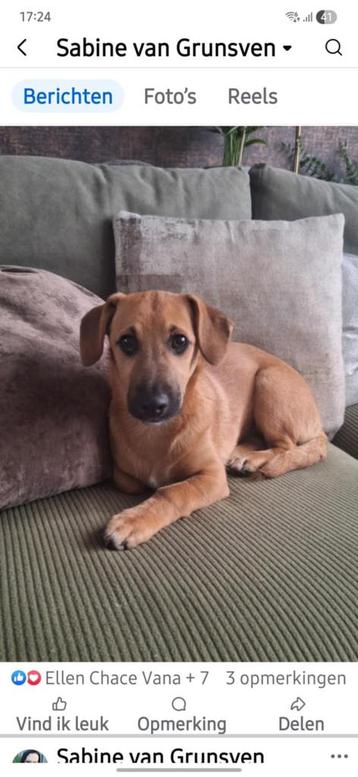 Phoebe, klein medium pup teefje 4 maanden beschikbaar voor biedingen