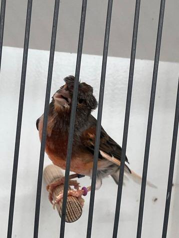 Harlekijn man 2025. beschikbaar voor biedingen