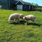 2 rammen en 1 ooi, Dieren en Toebehoren, Schapen, Geiten en Varkens, Meerdere dieren, Schaap