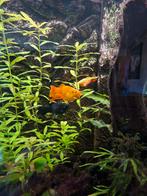 Baby black molly, Dieren en Toebehoren, Vissen | Aquariumvissen, Vis