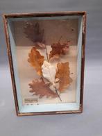 Taxidermie Insect in kader, Ophalen of Verzenden, Gebruikt, Insect, Opgezet dier