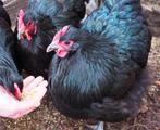 Orpington kriel zwart, Dieren en Toebehoren, Pluimvee, Vrouwelijk, Kip