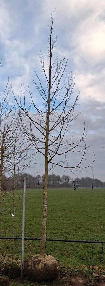 Tilia euchlora, linde boom mooie grote boom!, Tuin en Terras, Planten | Bomen, Bloeit niet, Ophalen of Verzenden, 400 cm of meer