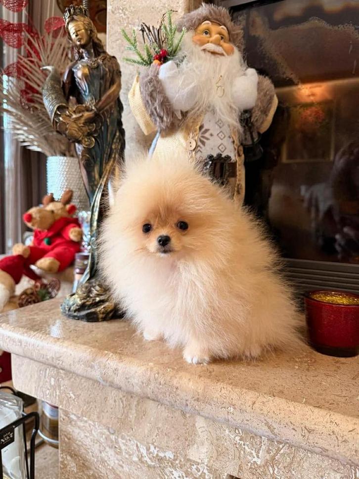 Super mini Pomeriaan, Dieren en Toebehoren, Honden | Poolhonden, Keeshonden en Oertypen, Teef, Overige rassen, Fokker | Professioneel