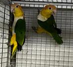 Gevraagd voor de export diverse vogels, Meerdere dieren, Parkiet, Geringd