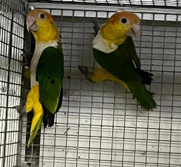 Gevraagd voor de export diverse vogels beschikbaar voor biedingen