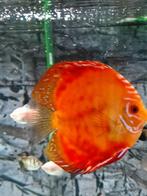 bewezen discus koppel, Dieren en Toebehoren, Vissen | Aquariumvissen, Vis